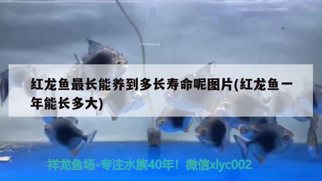 紅龍魚最長能養(yǎng)到多長壽命呢圖片(紅龍魚一年能長多大) 金老虎魚