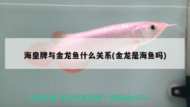 ?；逝婆c金龍魚(yú)什么關(guān)系(金龍是海魚(yú)嗎) 銀龍魚(yú)