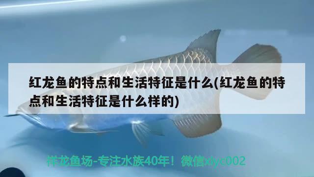 黃顙魚魚缸 容易死嗎視頻講解：黃顙魚魚缸 容易死嗎視頻講解下載 觀賞魚市場(chǎng) 第2張