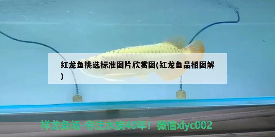 紅龍魚挑選標(biāo)準(zhǔn)圖片欣賞圖(紅龍魚品相圖解)