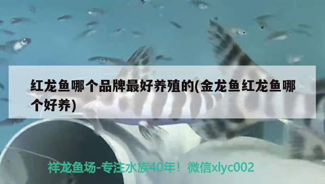 紅龍魚哪個(gè)品牌最好養(yǎng)殖的(金龍魚紅龍魚哪個(gè)好養(yǎng))