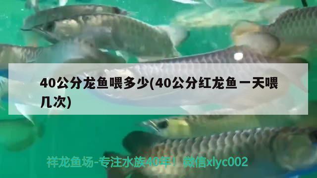 40公分龍魚喂多少(40公分紅龍魚一天喂幾次)