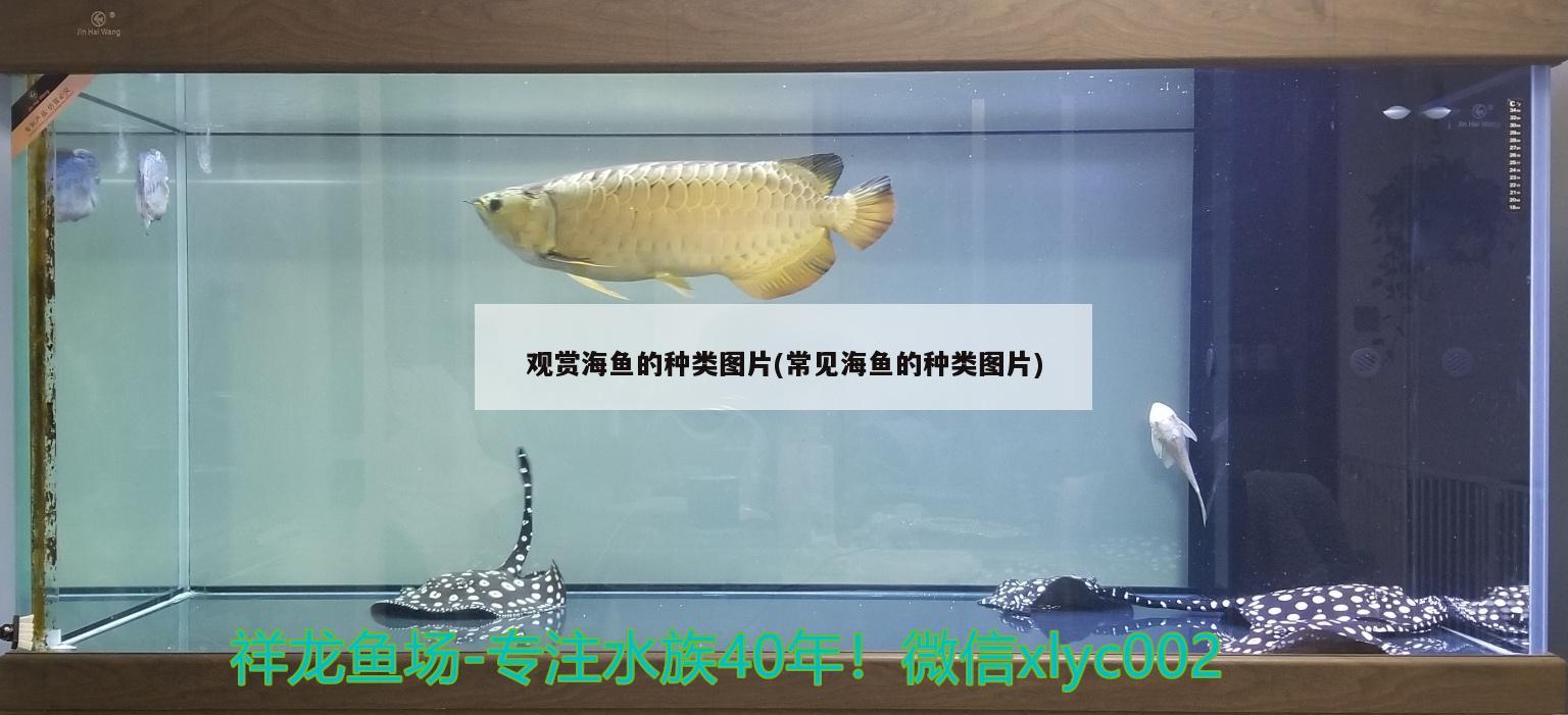 觀賞海魚的種類圖片(常見海魚的種類圖片) 一眉道人魚苗