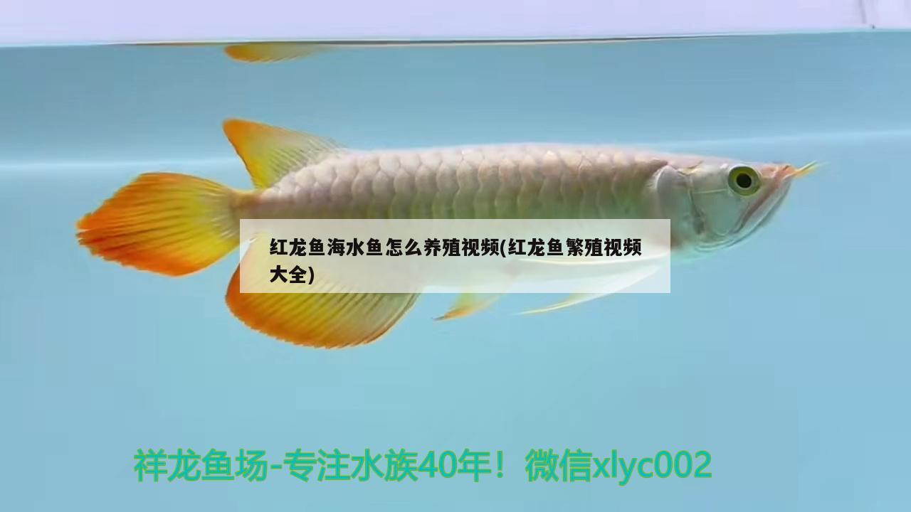 紅龍魚海水魚怎么養(yǎng)殖視頻(紅龍魚繁殖視頻大全)