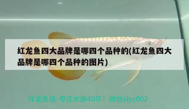 紅龍魚(yú)四大品牌是哪四個(gè)品種的(紅龍魚(yú)四大品牌是哪四個(gè)品種的圖片) 觀賞魚(yú)水族批發(fā)市場(chǎng)