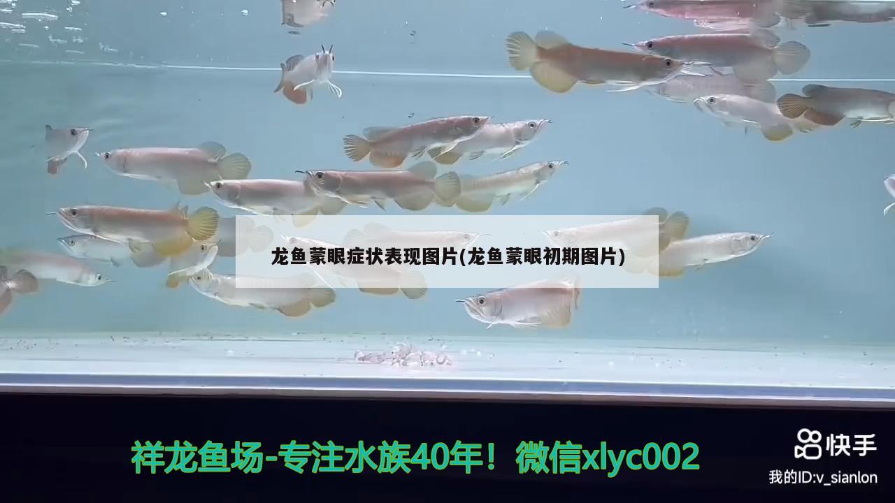 龍魚蒙眼癥狀表現(xiàn)圖片(龍魚蒙眼初期圖片)