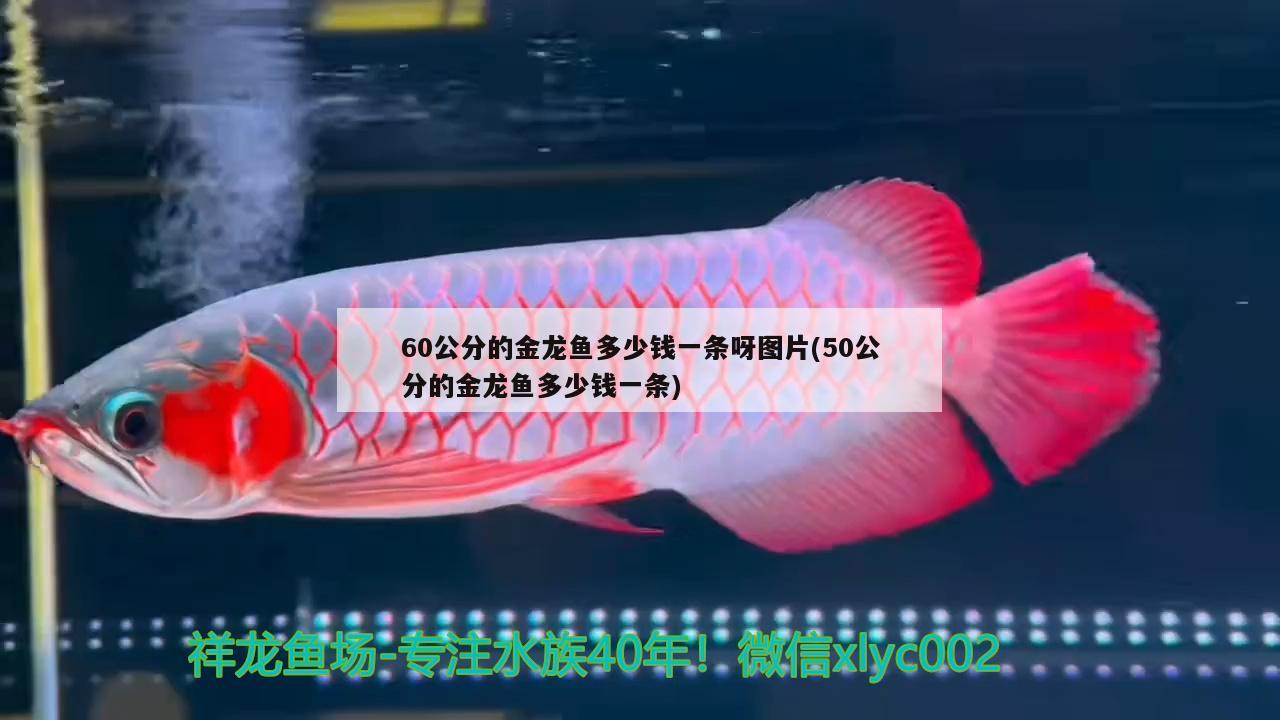 60公分的金龍魚多少錢一條呀圖片(50公分的金龍魚多少錢一條)