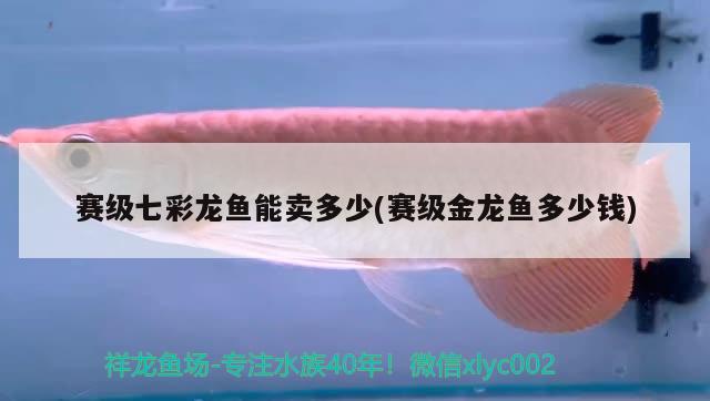 賽級七彩龍魚能賣多少(賽級金龍魚多少錢) 金三間魚