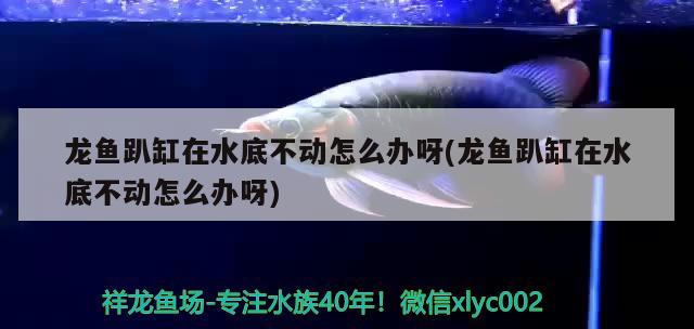 龍魚趴缸在水底不動(dòng)怎么辦呀(龍魚趴缸在水底不動(dòng)怎么辦呀) 羅漢魚批發(fā)