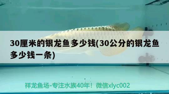 30厘米的銀龍魚(yú)多少錢(30公分的銀龍魚(yú)多少錢一條) 銀龍魚(yú)