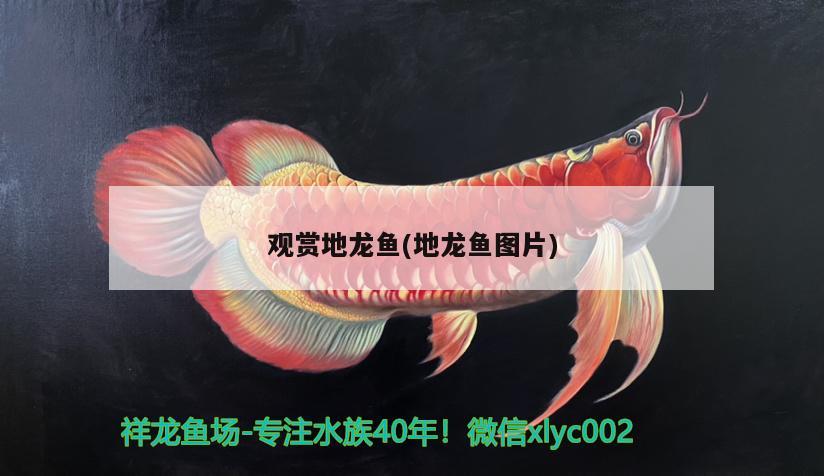 觀賞地龍魚(地龍魚圖片) 星點金龍魚