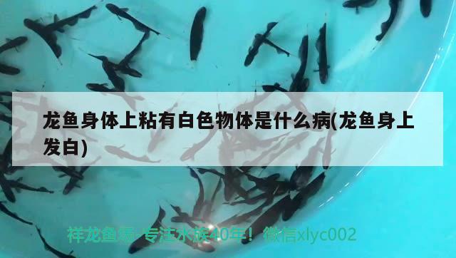 金龍魚哈爾濱總代理是誰?。ê邶埥瘕堲~代理） 刀魚魚 第3張