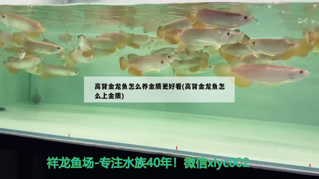 高背金龍魚怎么養(yǎng)金質(zhì)更好看(高背金龍魚怎么上金質(zhì)) 高背金龍魚