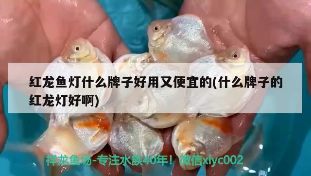 紅龍魚燈什么牌子好用又便宜的(什么牌子的紅龍燈好啊)