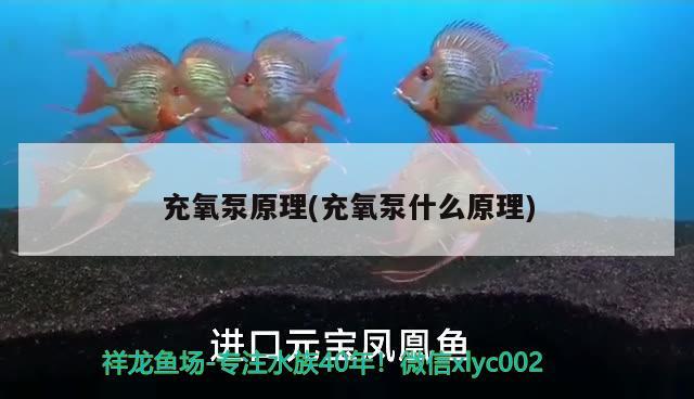 充氧泵原理(充氧泵什么原理)