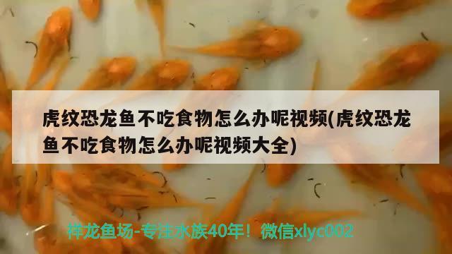 虎紋恐龍魚(yú)不吃食物怎么辦呢視頻(虎紋恐龍魚(yú)不吃食物怎么辦呢視頻大全)