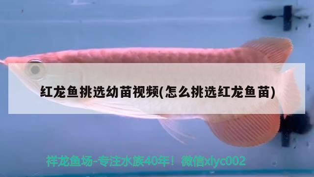 紅河哈尼族彝族自治州觀賞魚市場換缸了