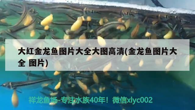 大紅金龍魚圖片大全大圖高清(金龍魚圖片大全圖片) 一眉道人魚