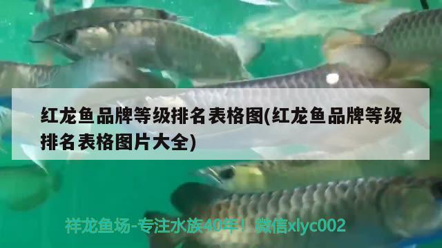 紅龍魚品牌等級排名表格圖(紅龍魚品牌等級排名表格圖片大全) 祥龍超血紅龍魚