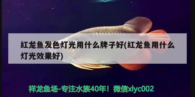 紅龍魚發(fā)色燈光用什么牌子好(紅龍魚用什么燈光效果好) 細(xì)線銀板魚苗 第2張