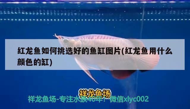 紅龍魚如何挑選好的魚缸圖片(紅龍魚用什么顏色的缸)