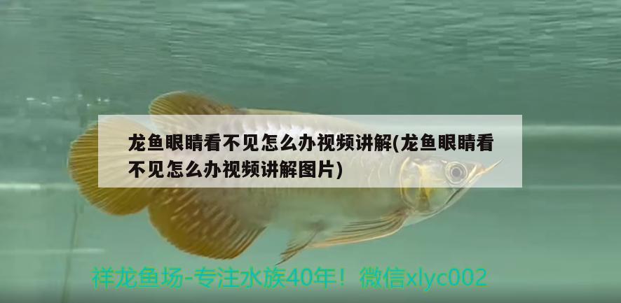 龍魚眼睛看不見怎么辦視頻講解(龍魚眼睛看不見怎么辦視頻講解圖片)