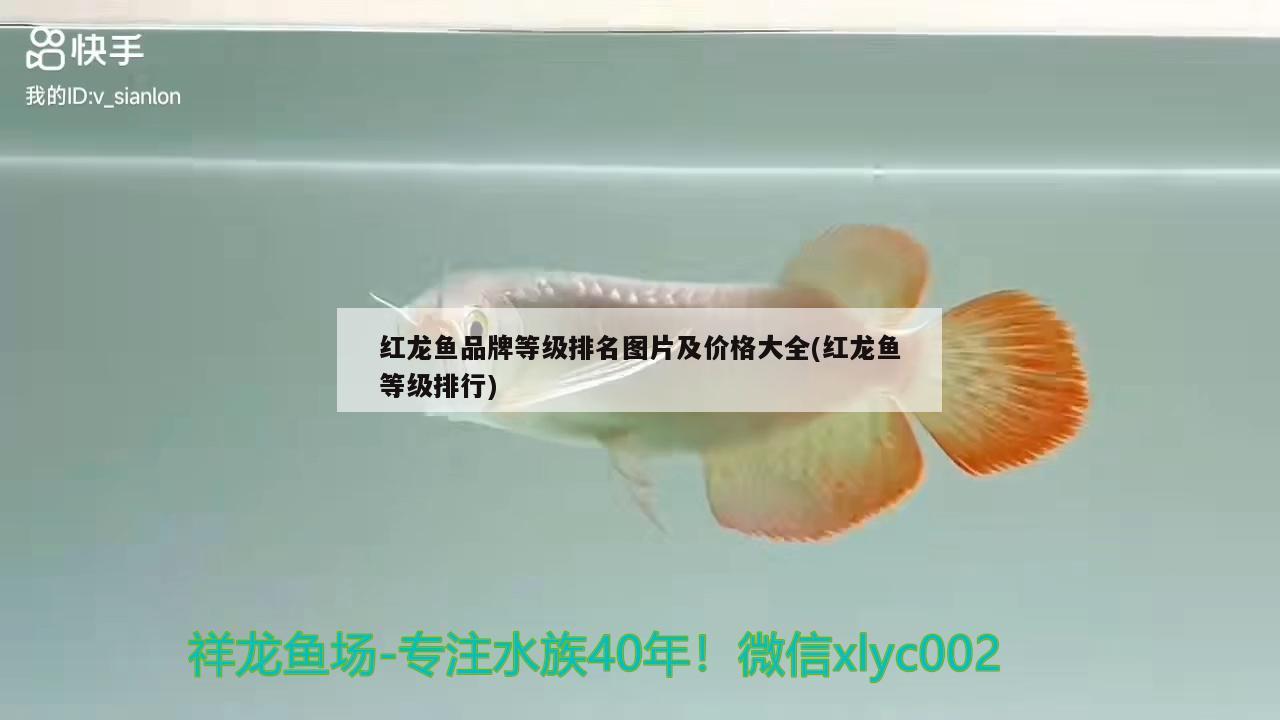 紅龍魚品牌等級(jí)排名圖片及價(jià)格大全(紅龍魚等級(jí)排行) 青龍魚