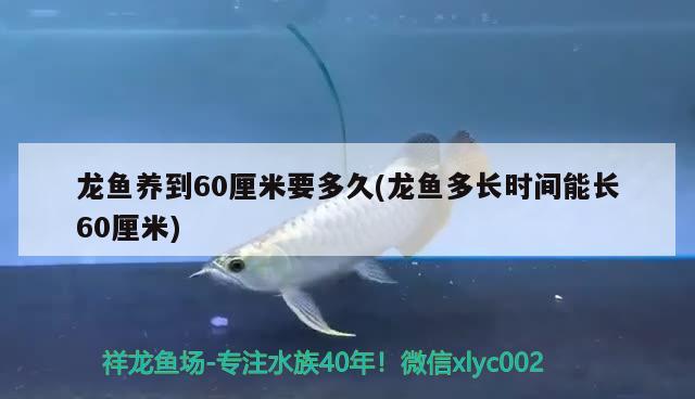 龍魚養(yǎng)到60厘米要多久(龍魚多長時間能長60厘米) 黃金鴨嘴魚