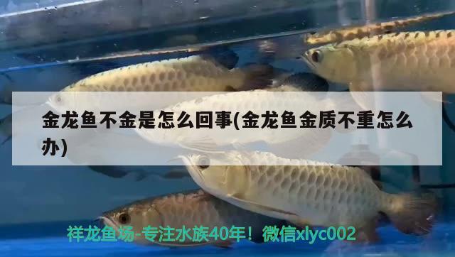 金龍魚不金是怎么回事(金龍魚金質(zhì)不重怎么辦) 觀賞蝦蟹等飼料