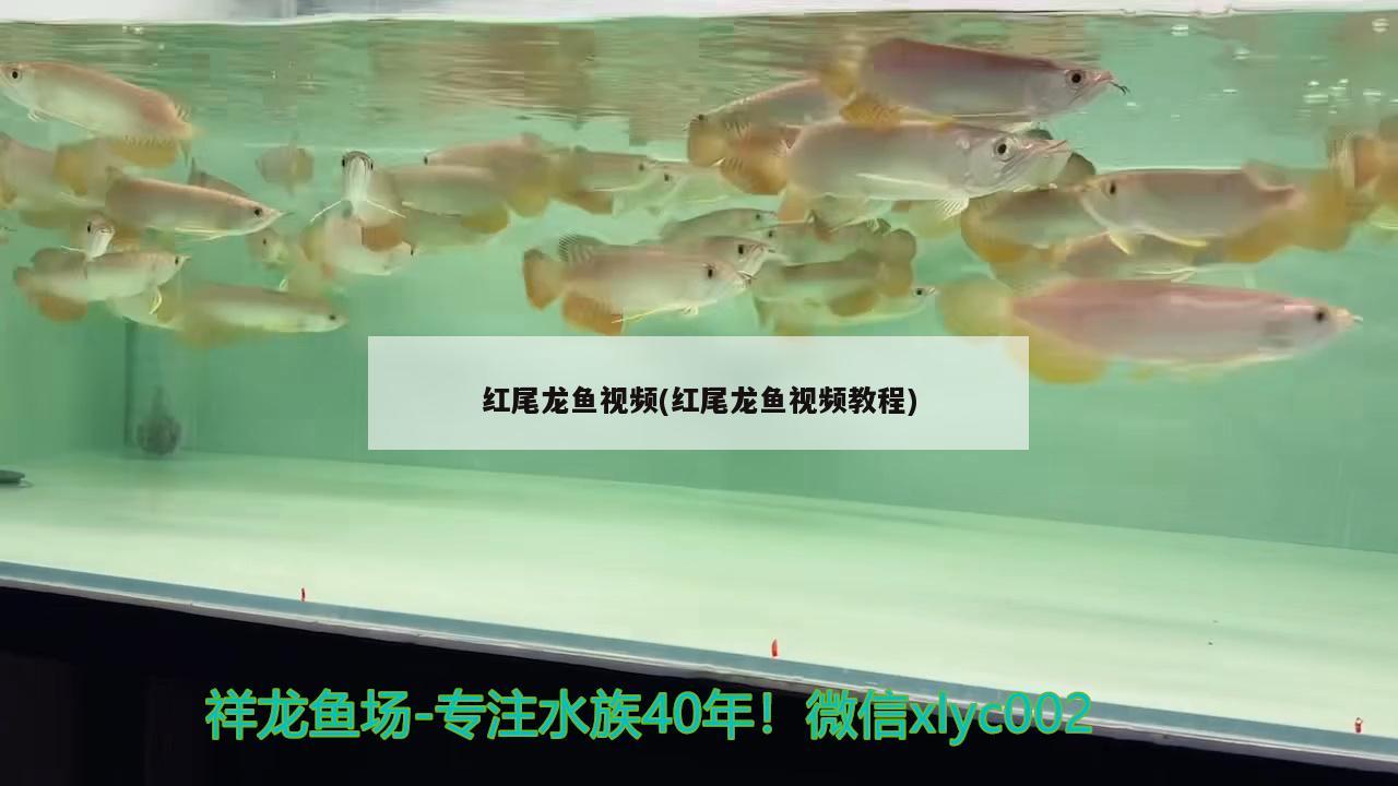 紅尾龍魚視頻(紅尾龍魚視頻教程) 斑馬狗頭魚