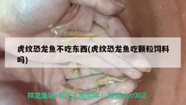 虎紋恐龍魚不吃東西(虎紋恐龍魚吃顆粒飼料嗎) 粗線銀版魚苗