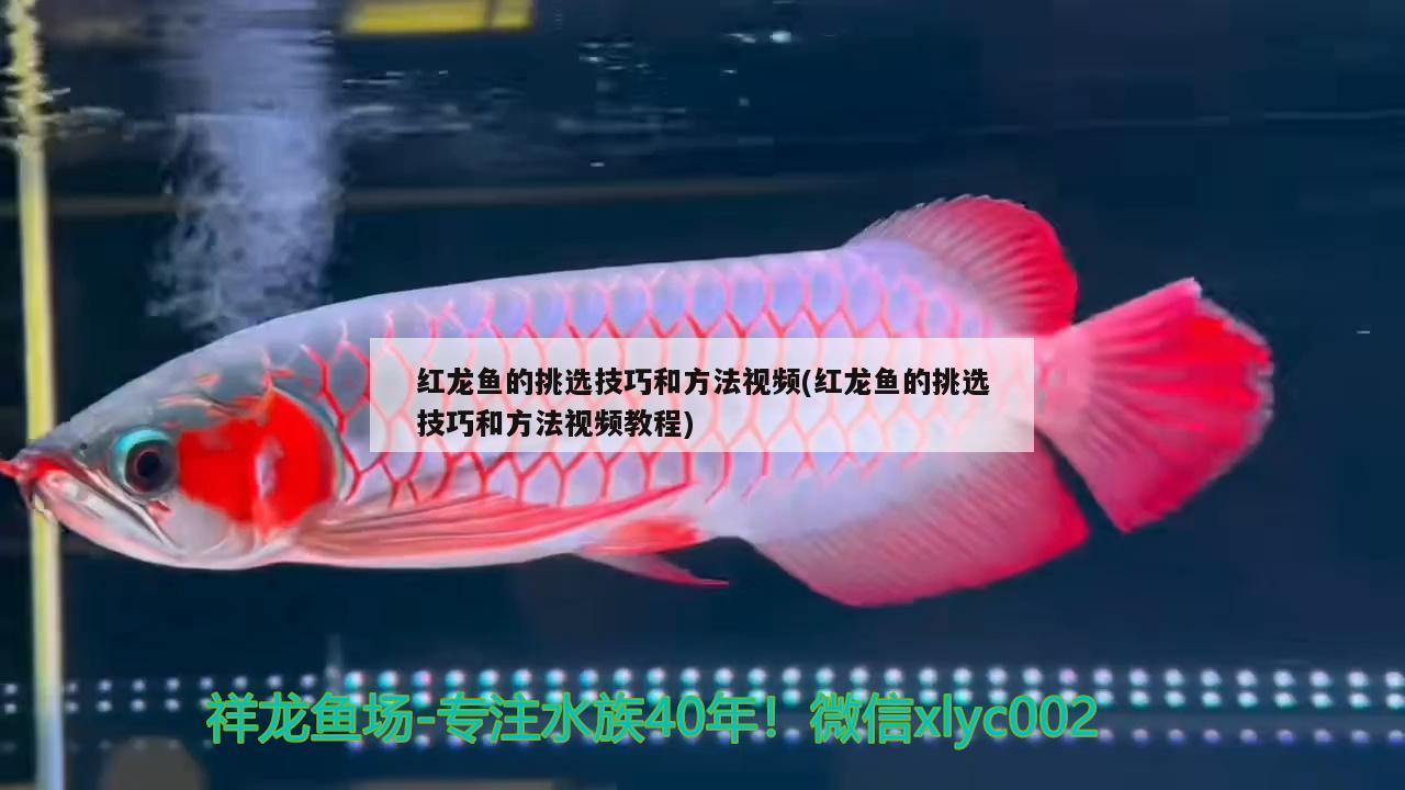 紅龍魚的挑選技巧和方法視頻(紅龍魚的挑選技巧和方法視頻教程) 帝王迷宮