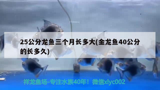 25公分龍魚三個月長多大(金龍魚40公分的長多久)