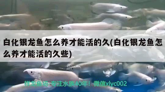 白化銀龍魚怎么養(yǎng)才能活的久(白化銀龍魚怎么養(yǎng)才能活的久些) 銀龍魚百科