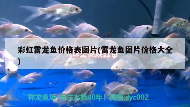 彩虹雷龍魚價格表圖片(雷龍魚圖片價格大全)