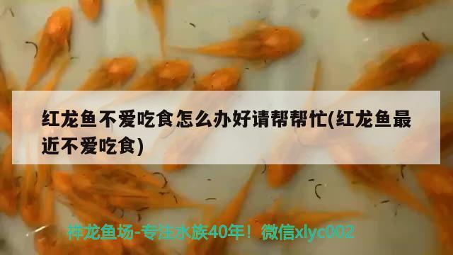 紅龍魚不愛吃食怎么辦好請(qǐng)幫幫忙(紅龍魚最近不愛吃食)