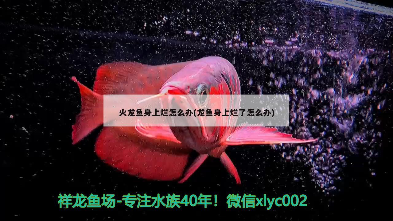 火龍魚(yú)身上爛怎么辦(龍魚(yú)身上爛了怎么辦) 斑馬狗頭魚(yú)