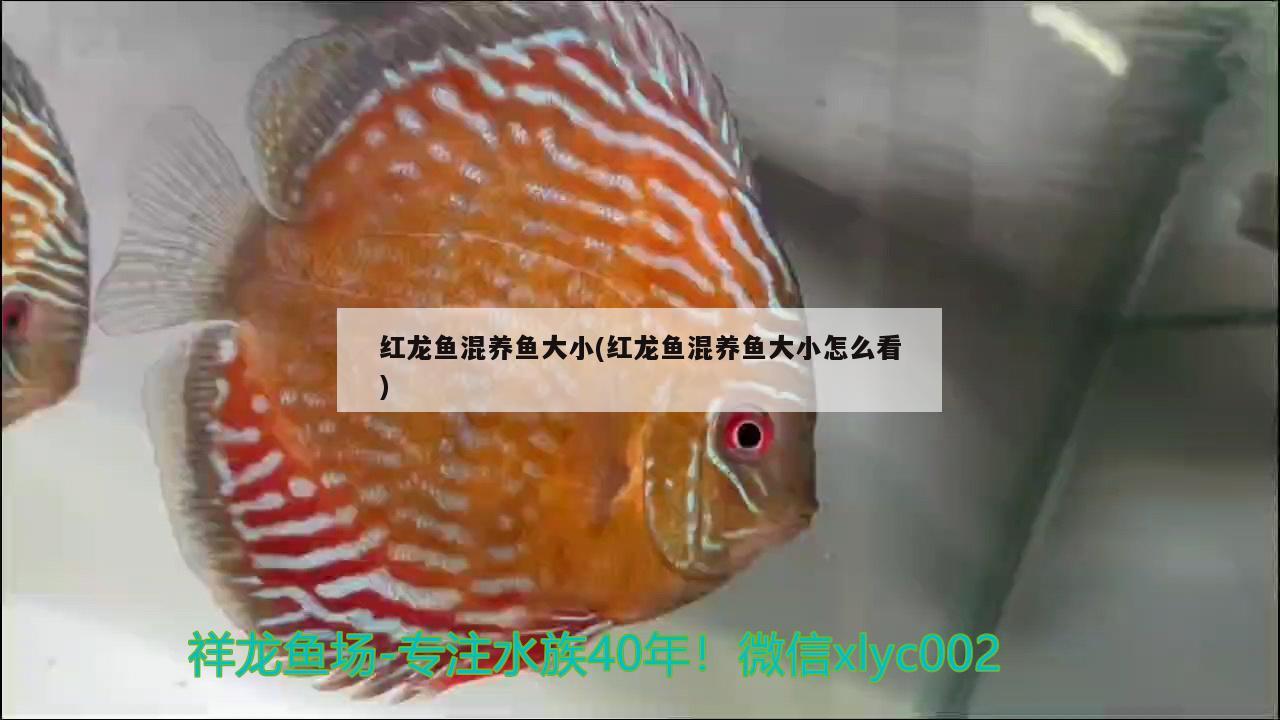 紅龍魚混養(yǎng)魚大小(紅龍魚混養(yǎng)魚大小怎么看) 鸚鵡魚