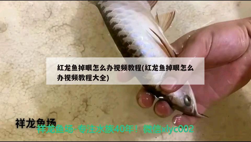 紅龍魚(yú)掉眼怎么辦視頻教程(紅龍魚(yú)掉眼怎么辦視頻教程大全)