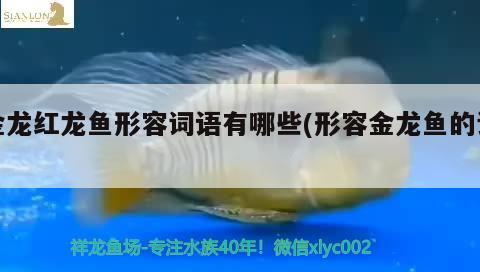 金龍紅龍魚形容詞語有哪些(形容金龍魚的詞) 慈雕魚