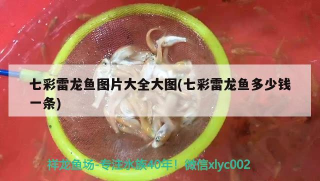 七彩雷龍魚圖片大全大圖(七彩雷龍魚多少錢一條)