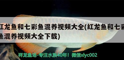 紅龍魚(yú)和七彩魚(yú)混養(yǎng)視頻大全(紅龍魚(yú)和七彩魚(yú)混養(yǎng)視頻大全下載)