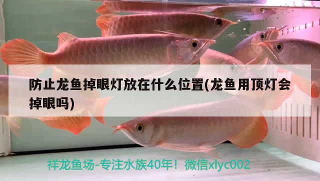 防止龍魚掉眼燈放在什么位置(龍魚用頂燈會掉眼嗎)