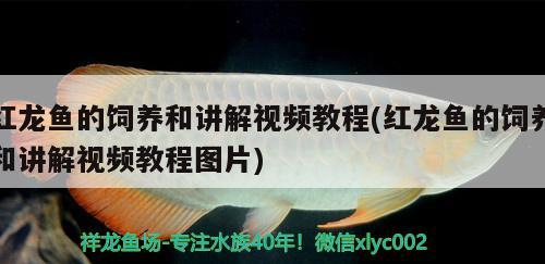 紅龍魚的飼養(yǎng)和講解視頻教程(紅龍魚的飼養(yǎng)和講解視頻教程圖片)