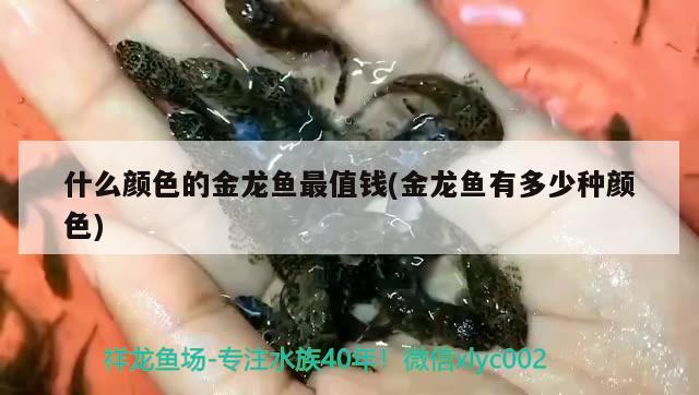 什么顏色的金龍魚最值錢(金龍魚有多少種顏色)