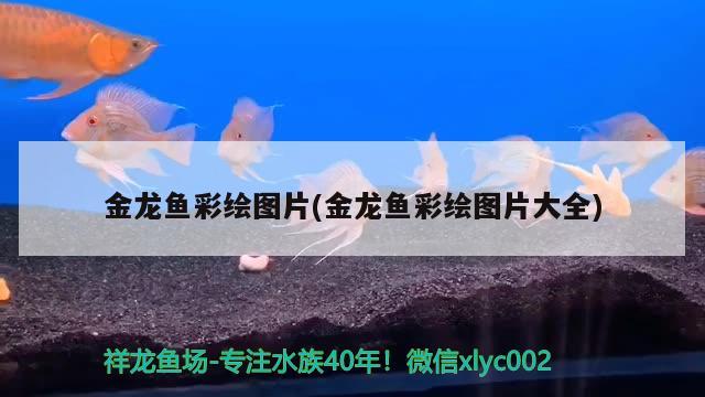 金龍魚彩繪圖片(金龍魚彩繪圖片大全) 黃鰭鯧魚