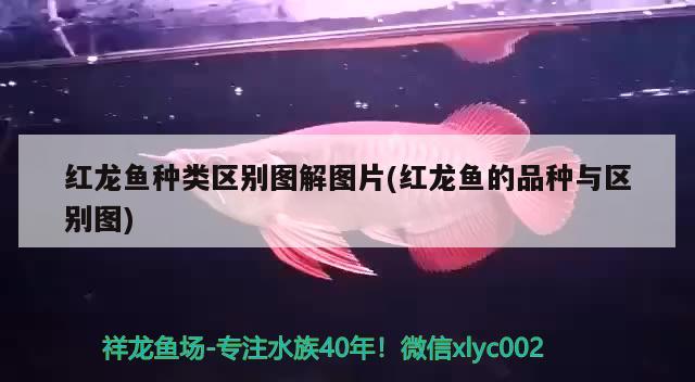 紅龍魚(yú)種類(lèi)區(qū)別圖解圖片(紅龍魚(yú)的品種與區(qū)別圖) 除藻劑