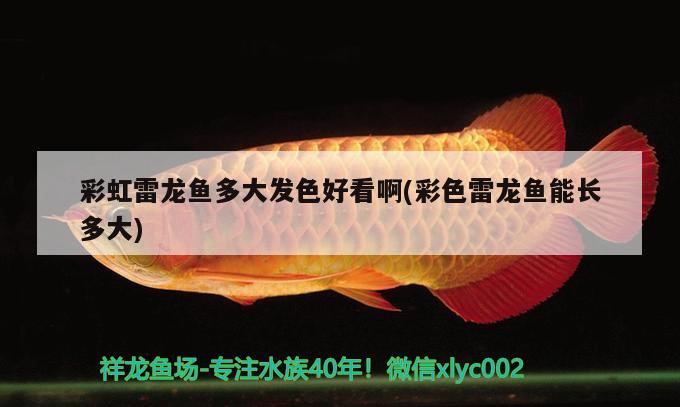 彩虹雷龍魚(yú)多大發(fā)色好看啊(彩色雷龍魚(yú)能長(zhǎng)多大) 黑水素 第2張