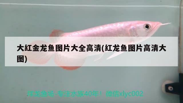 大紅金龍魚圖片大全高清(紅龍魚圖片高清大圖) 水族用品