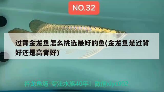 過背金龍魚怎么挑選最好的魚(金龍魚是過背好還是高背好)